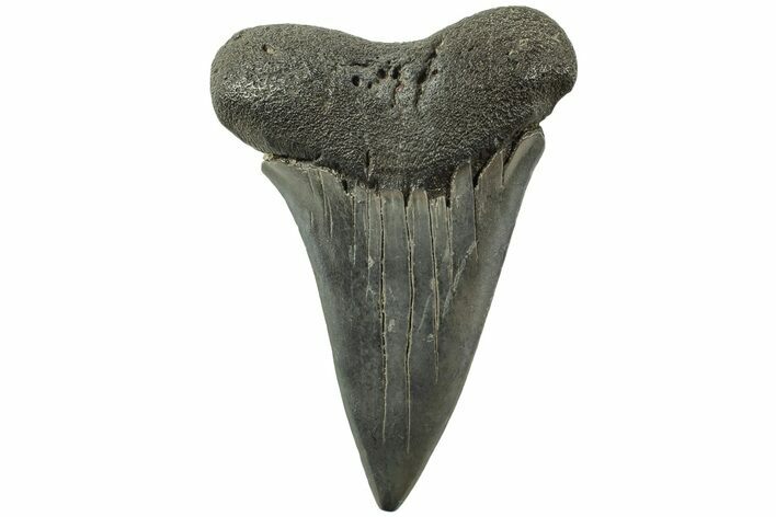 Fossil Broad-Toothed Mako Tooth - South Carolina #214486